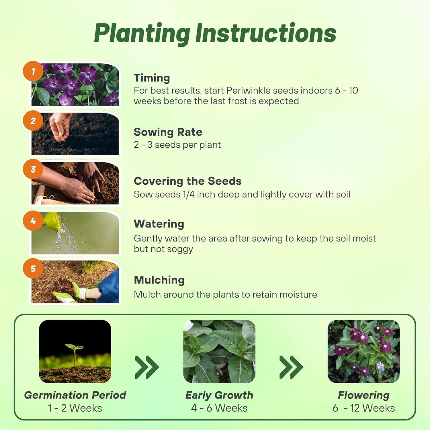 Seeds Ville 50 Seeds Annual Vinca Periwinkle BlackBerry Sadabahaar Ground Cover & Flower Seed for Planting - Seeds Ville