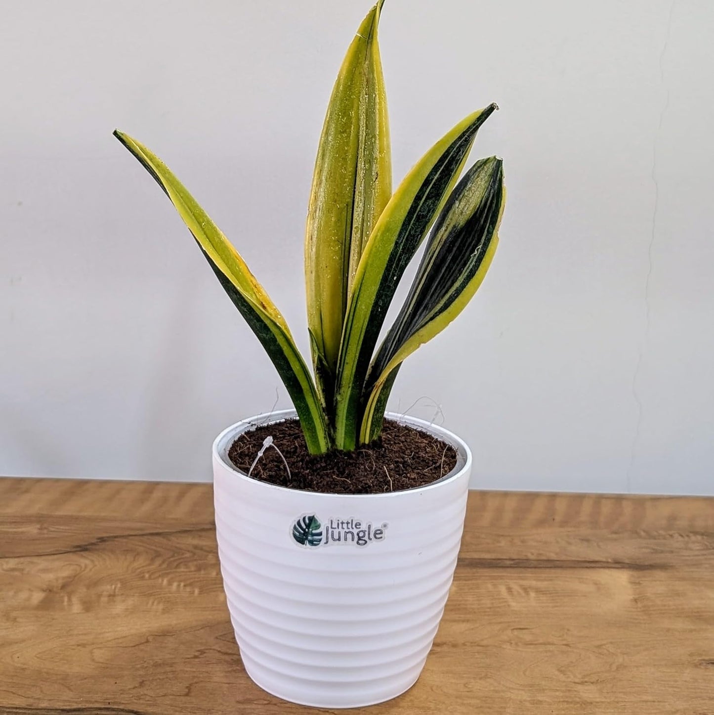 Little Jungle Sansevieria Flame - Live Plant with 5.5 Inches White Decor Pot | Indoor Plants For Home | Snake Plant | Live Plants Indoor | Air Purifying Plant | Live Plant With Pot For Home Decor |