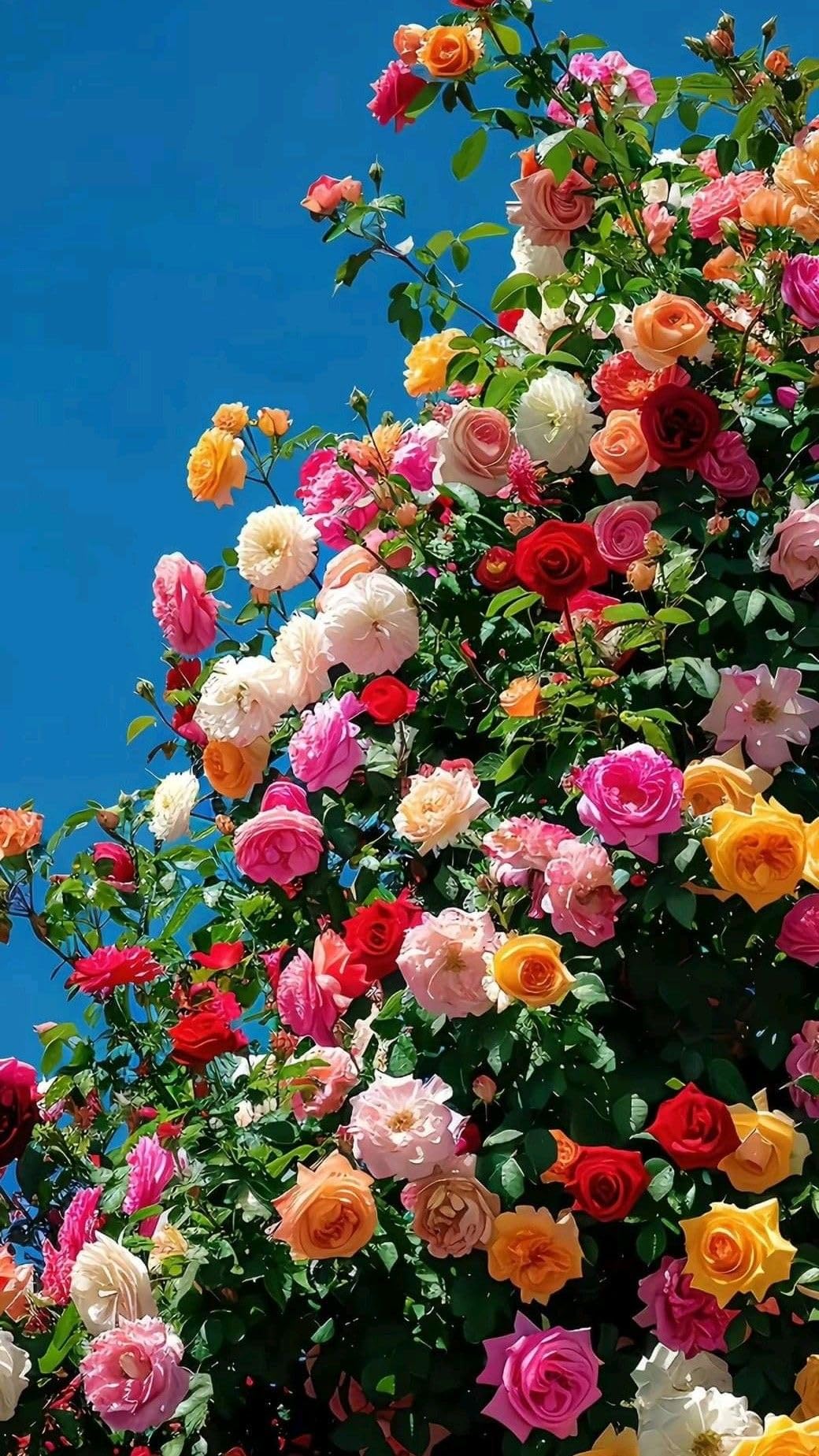 Imported Climbing Rose Flower seeds for Home and Kitchen Gardening Pack 80 to 100 seeds (MIXEDCOLOR SHADE-3)