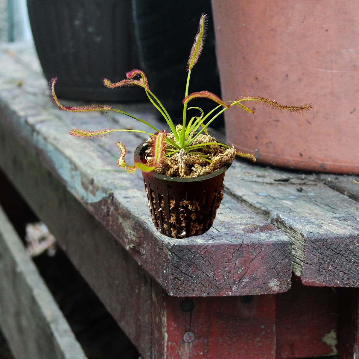 Set of Two Live Cape Sundew Carnivorous Plants with Kit