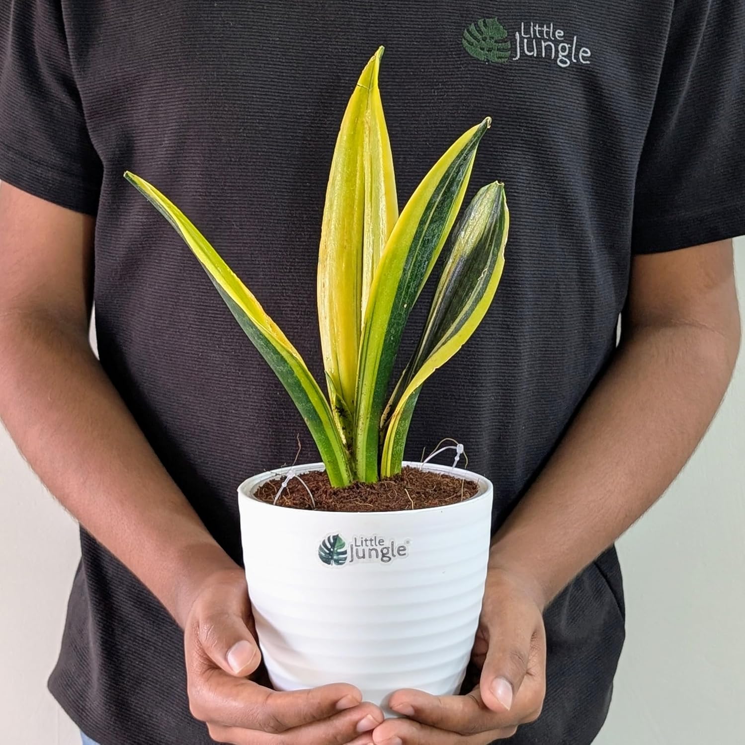 Little Jungle Sansevieria Flame - Live Plant with 5.5 Inches White Decor Pot | Indoor Plants For Home | Snake Plant | Live Plants Indoor | Air Purifying Plant | Live Plant With Pot For Home Decor |