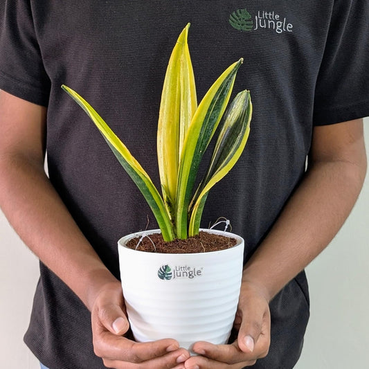 Little Jungle Sansevieria Flame - Live Plant with 5.5 Inches White Decor Pot | Indoor Plants For Home | Snake Plant | Live Plants Indoor | Air Purifying Plant | Live Plant With Pot For Home Decor |