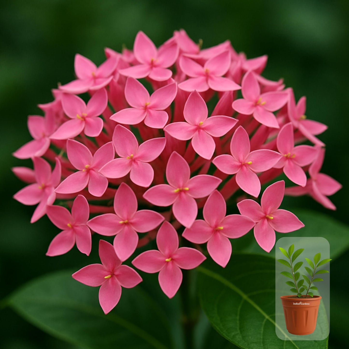 Indian Gardens - Ixora Mini Coccinea Red | Jungle geranium | Flame of the woods | Jungle flame | pendkuli live plant Outdoor Plant with 4 Inch Pot