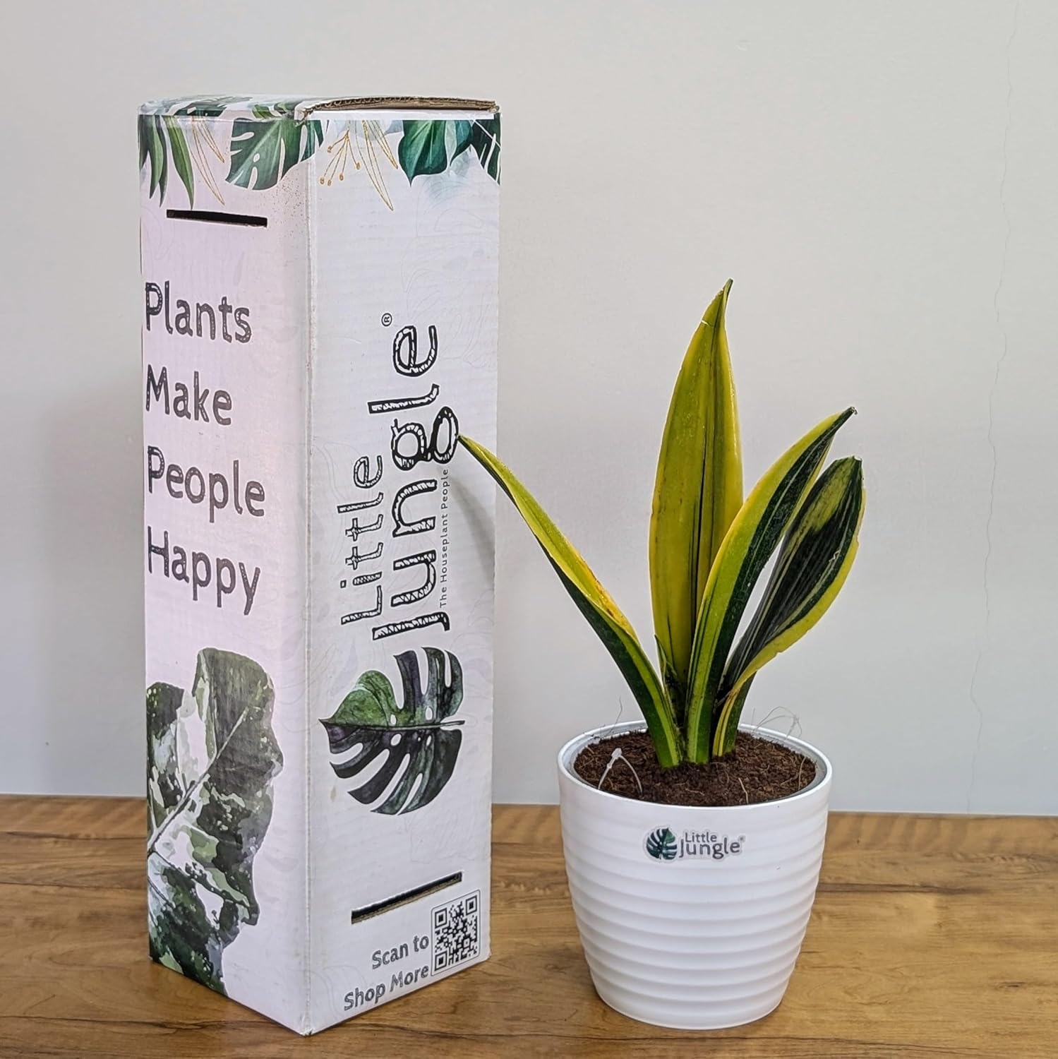 Little Jungle Sansevieria Flame - Live Plant with 5.5 Inches White Decor Pot | Indoor Plants For Home | Snake Plant | Live Plants Indoor | Air Purifying Plant | Live Plant With Pot For Home Decor |