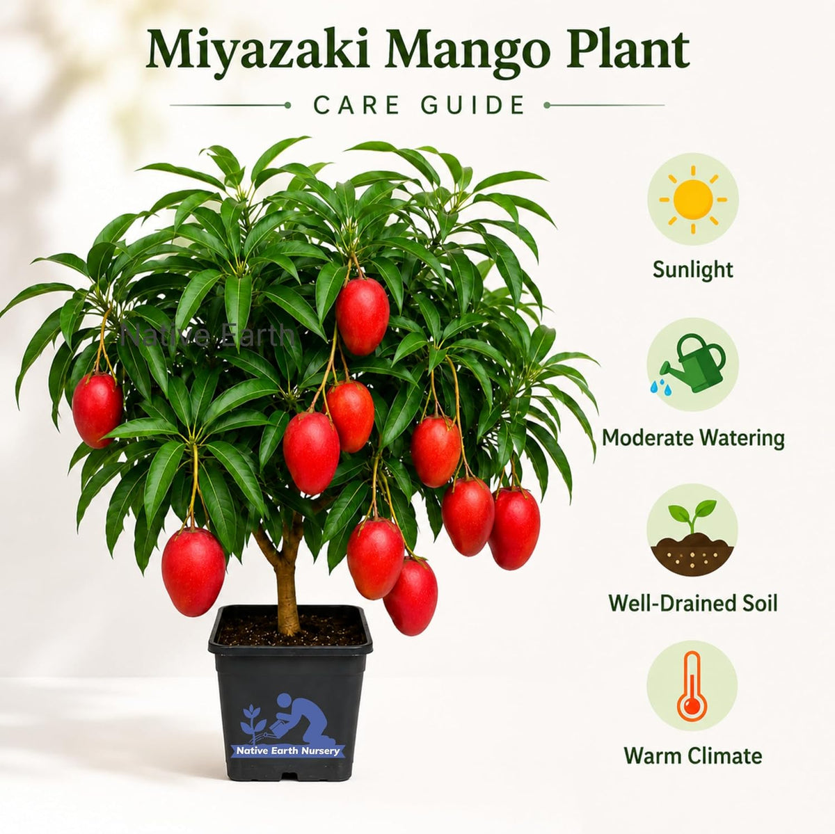 Seeds Ville Japanese Miyazaki Mango Grafted Live Plant Hybrid