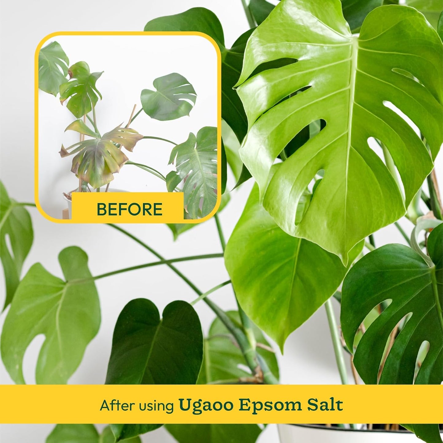 Ugaoo Epsom Salt for Plants Growth - Magnesium Sulphate Organic Fertilizer - 1 Kg |Powder - Seeds Ville