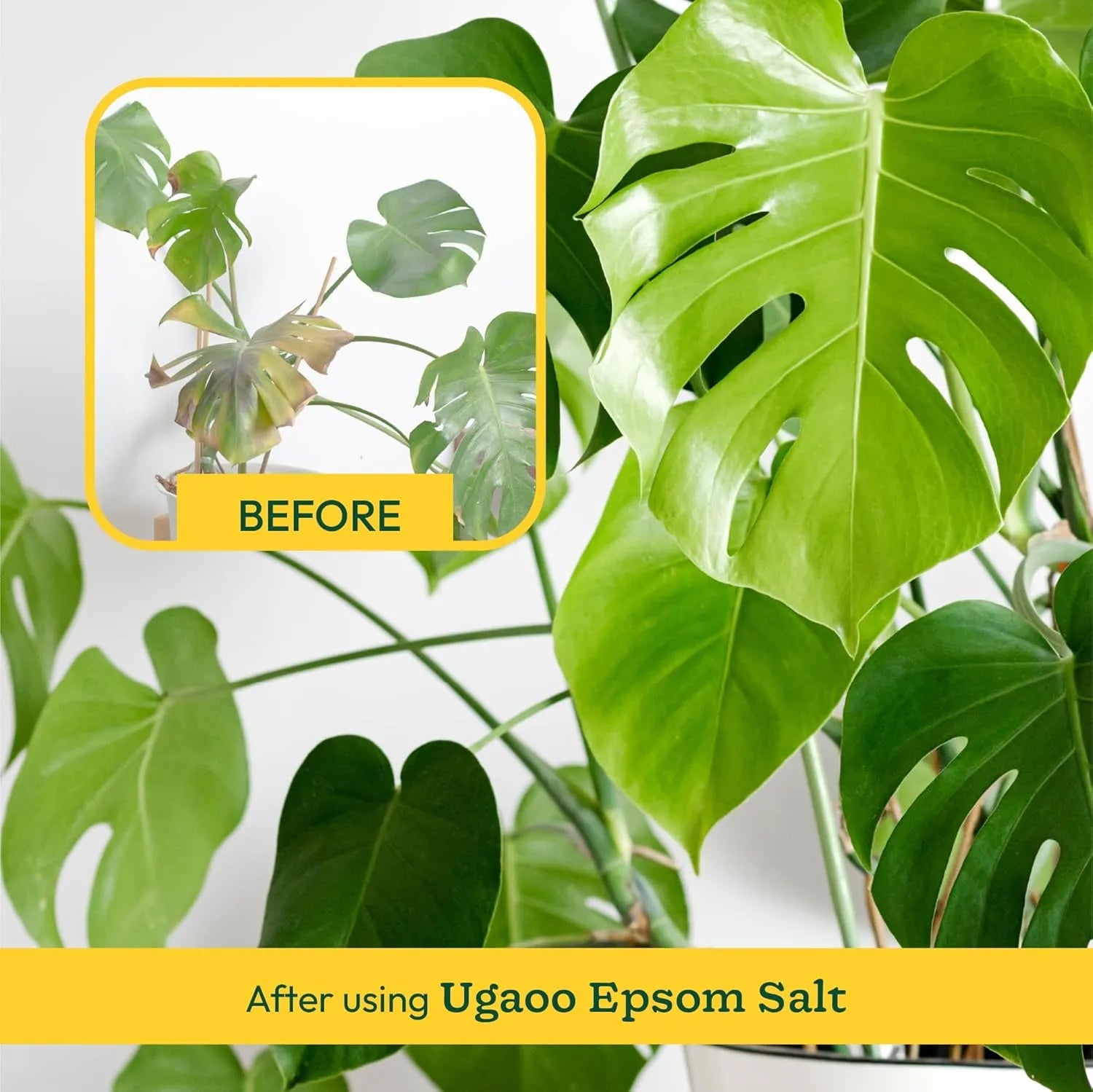 Ugaoo Epsom Salt for Plants Growth - Magnesium Sulphate Organic Fertilizer - 1 Kg |Powder - Seeds Ville