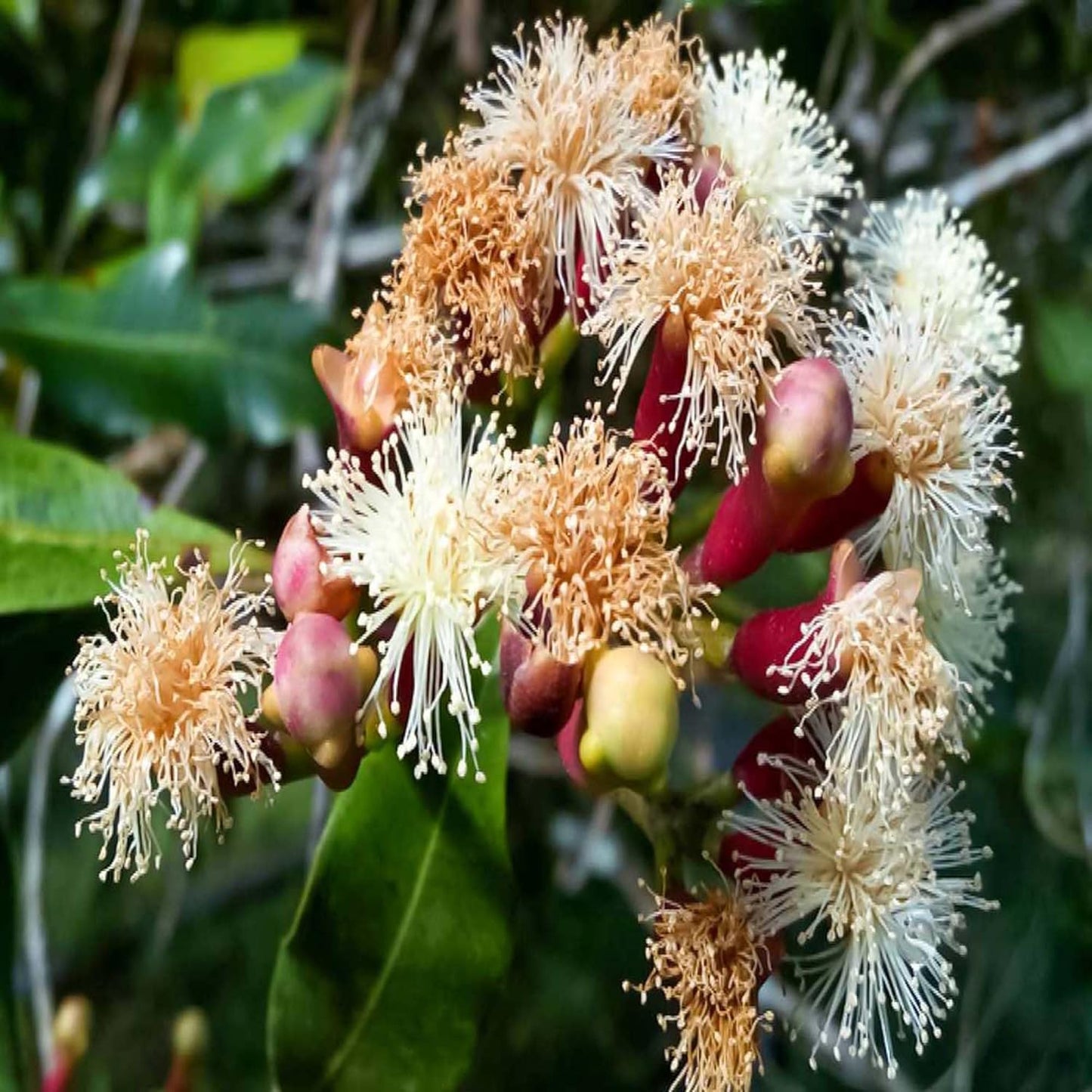 Lavanga Clove Spice Live Plants & Tree(1-3 Feet Size)