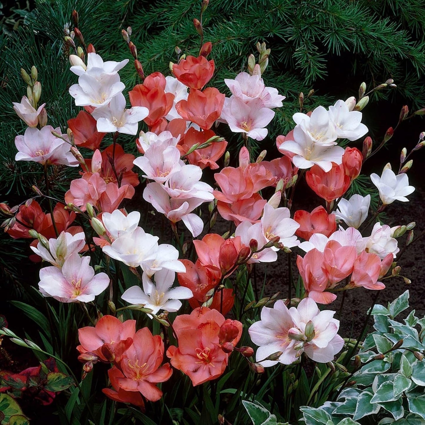 Seeds Ville Tritonia Flower Bulbs Multicolor Pack of 10