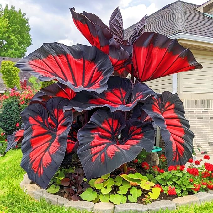 Black Hosta Seeds: Grow Lush Dark Foliage, Free Organic Pot Mix