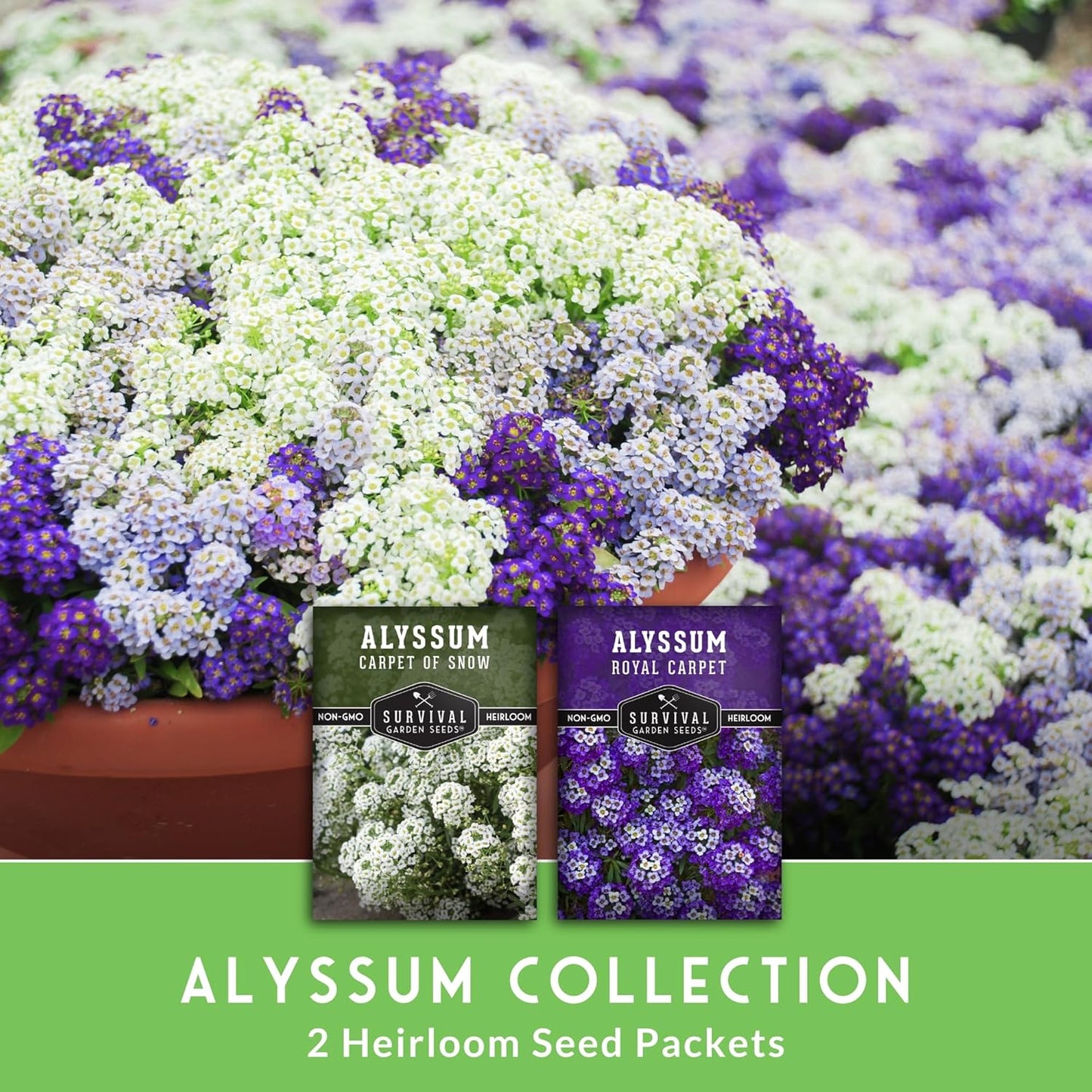 Alyssum Seeds for Planting – 2 Varieties | Purple Royal Carpet & White Carpet of Snow Sweet Alyssum – Fragrant Heirloom Flowers & Ground Cover – Survival Garden Seeds