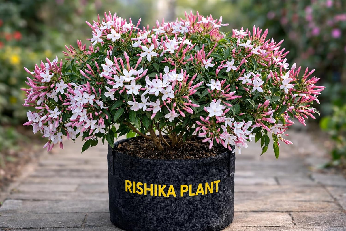 Seeds Ville White Kundo Jasmine Live Plant All Season Flowering