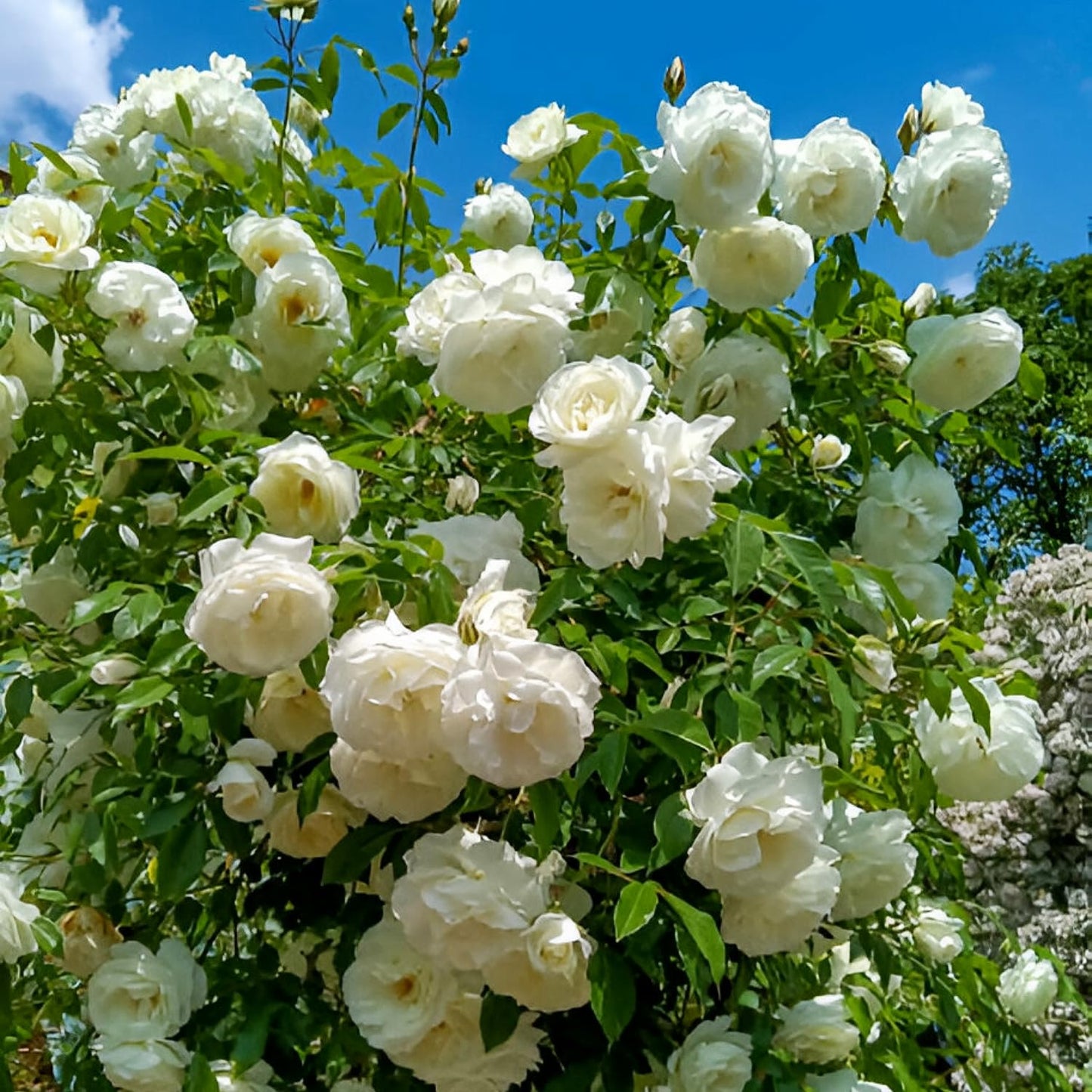 Imported Hybrid 5 different variety Colour Of Climbing Rose Flower Seeds(Red,Yellow,Dark Pink,Pink,White)(Each 50 Total 250 Seeds)