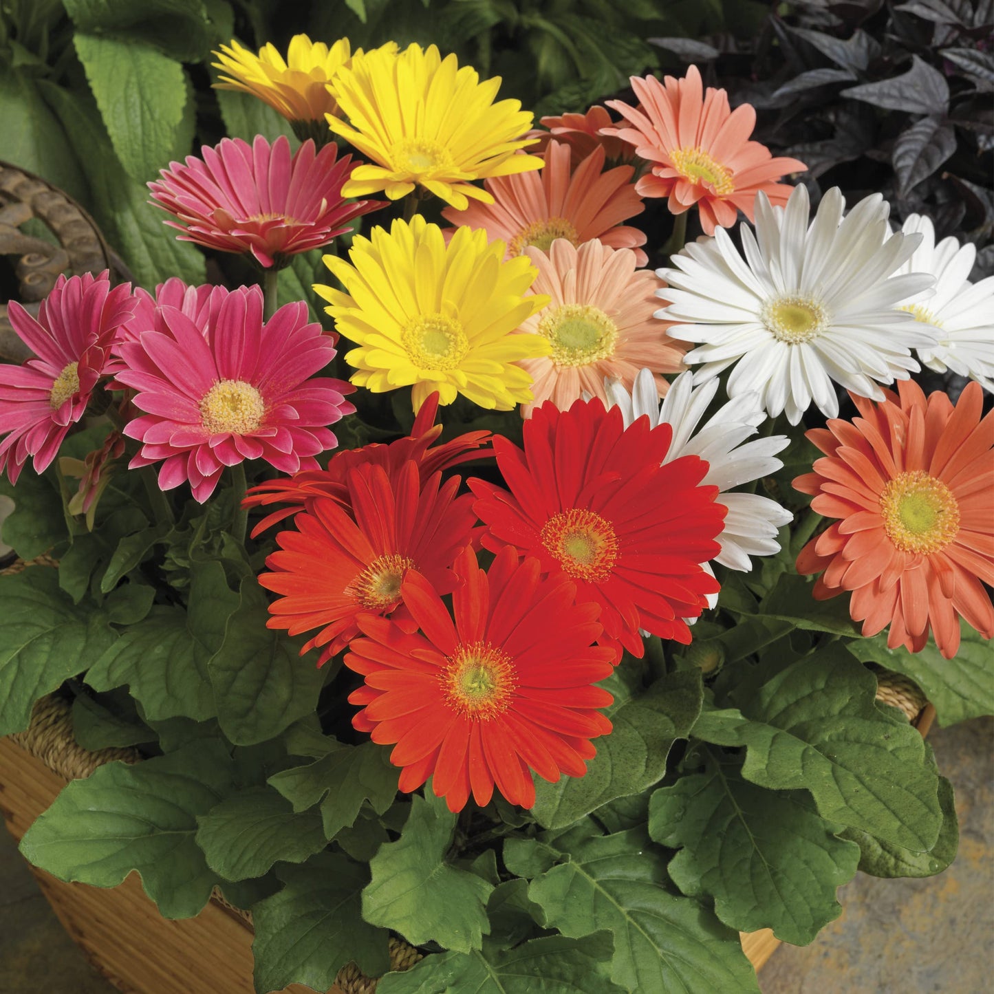 Gerbera Flower Seeds For Home Garden - 30 Seeds Eco Pack (Gerbera Red) - Seeds Ville