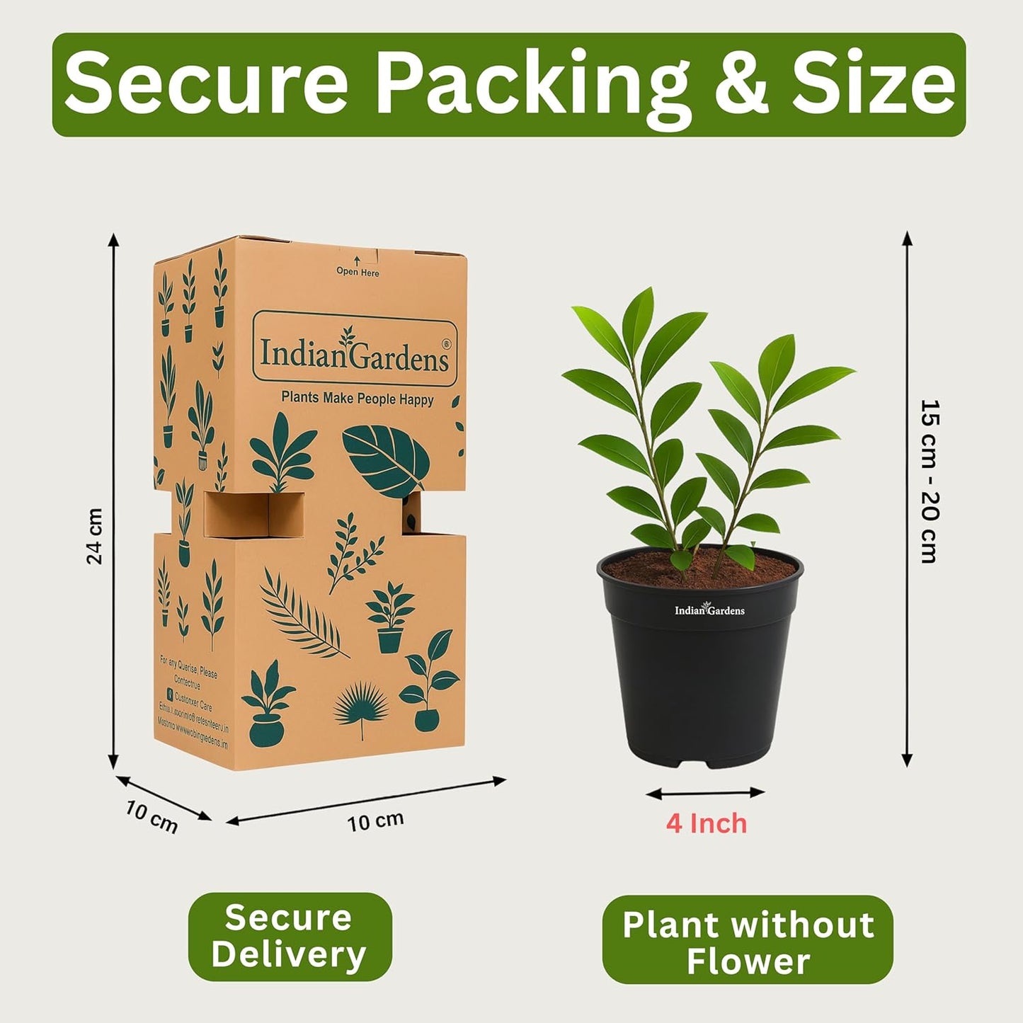 Indian Gardens - Ixora Mini Coccinea Red | Jungle geranium | Flame of the woods | Jungle flame | pendkuli live plant Outdoor Plant with 4 Inch Pot