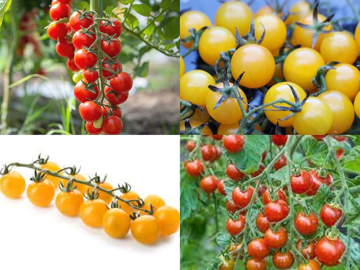 50 Seeds- Dwarf Red & Yellow Cherry Tomato Seeds For Gardening - Kitchen Garden Pack - Organic Seeds -25 X 2-50 Seeds - Seeds Ville