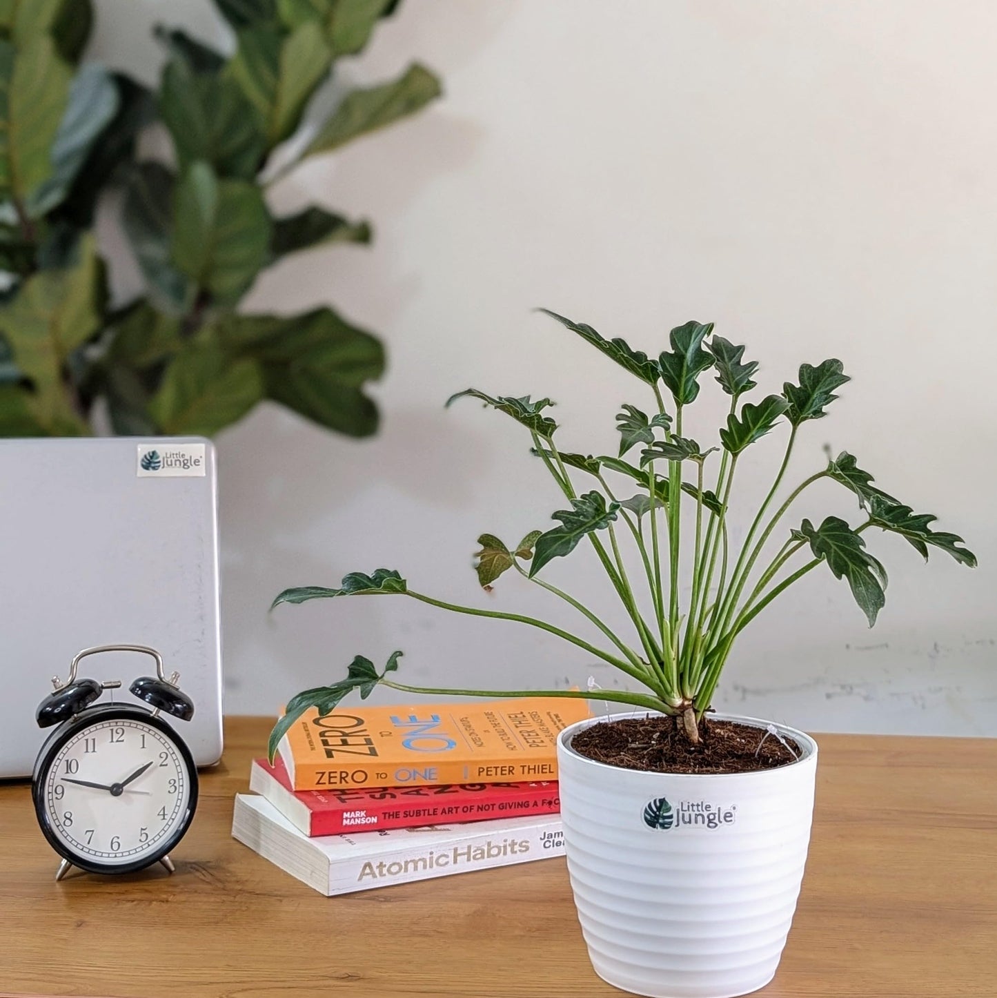 LittleJungle Philodendron Micans - Live Plant with 5.5 Inches White Decor Pot | Indoor Plants For Home | Live Plants Indoor | Air Purifying Plant | Live Plant With Pot For Home Decor |