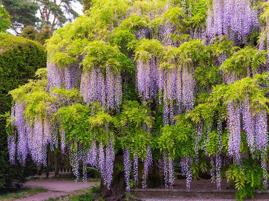 50+ Seeds- All Seasons Purple Wisteria Climbing Flowering Tree Seeds For Home Garden