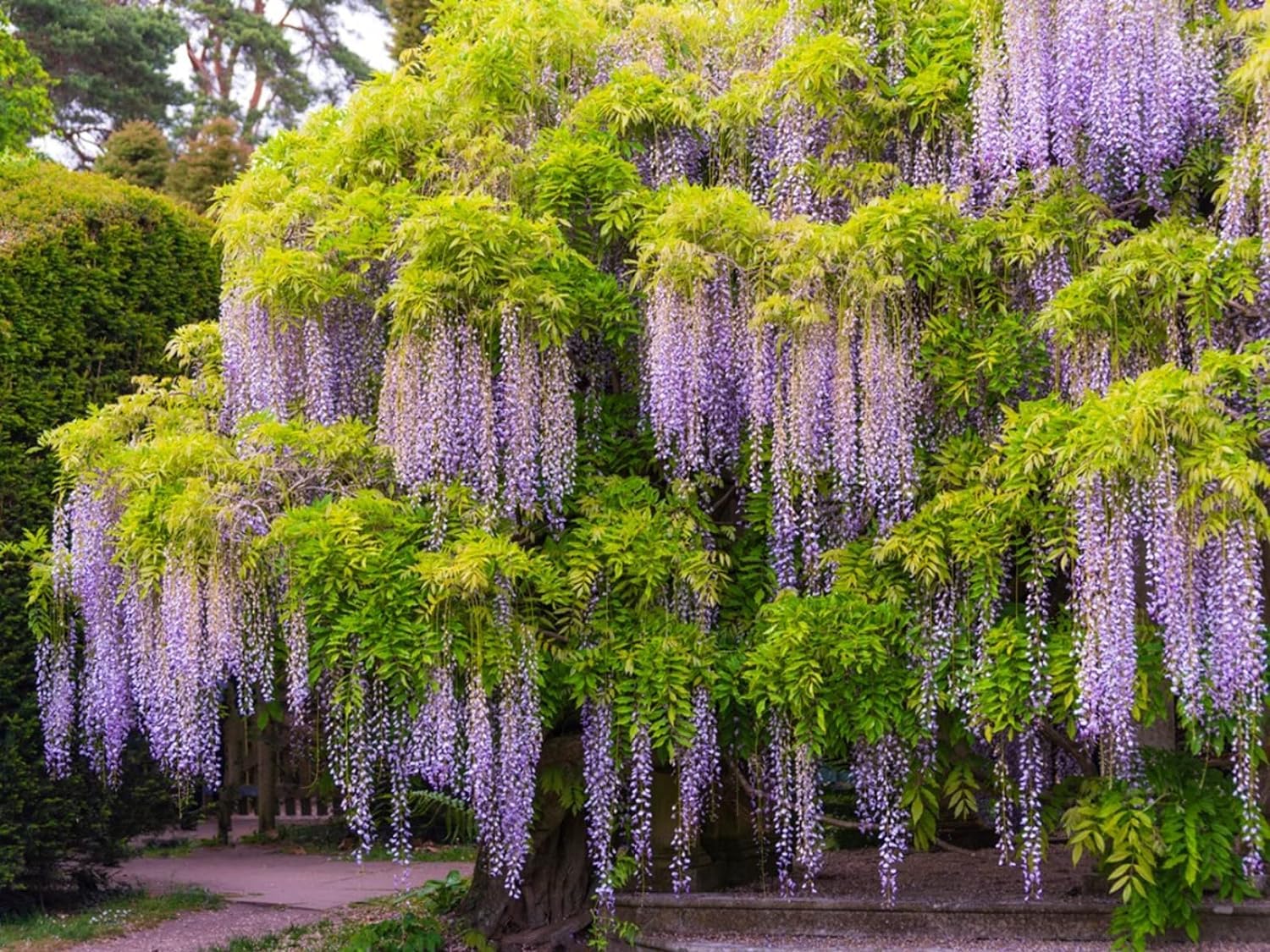 50+ Seeds- Purple Wisteria Climbing Tree Seeds For Home Garden- Grow Year Round.