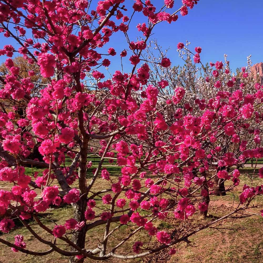 35+ SEEDS- Peach Flower Tree Seeds For Planting- Grow Year Round. (PINK)