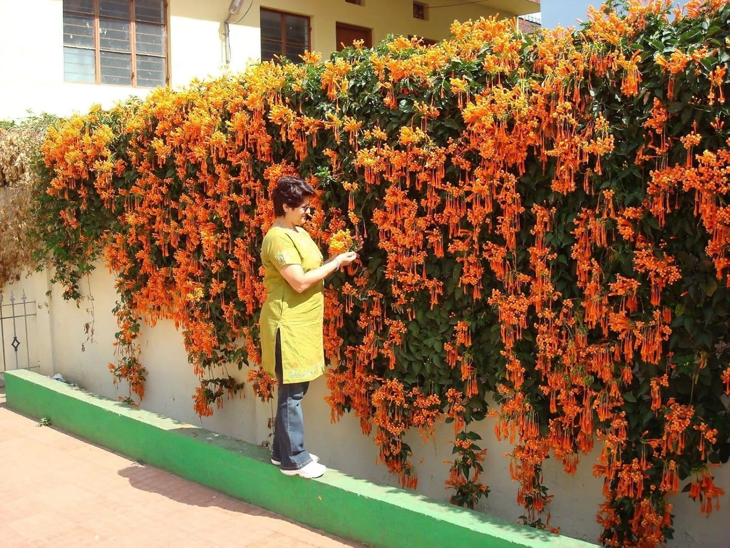 Flame Vine Orange Trumpet Vine Flaming Trumpet Vine-Creepers And Climbers Flower Plant Orange Bignonia Pyrostegia Venusta Bignonia Venusta Live Flower Plant Plant