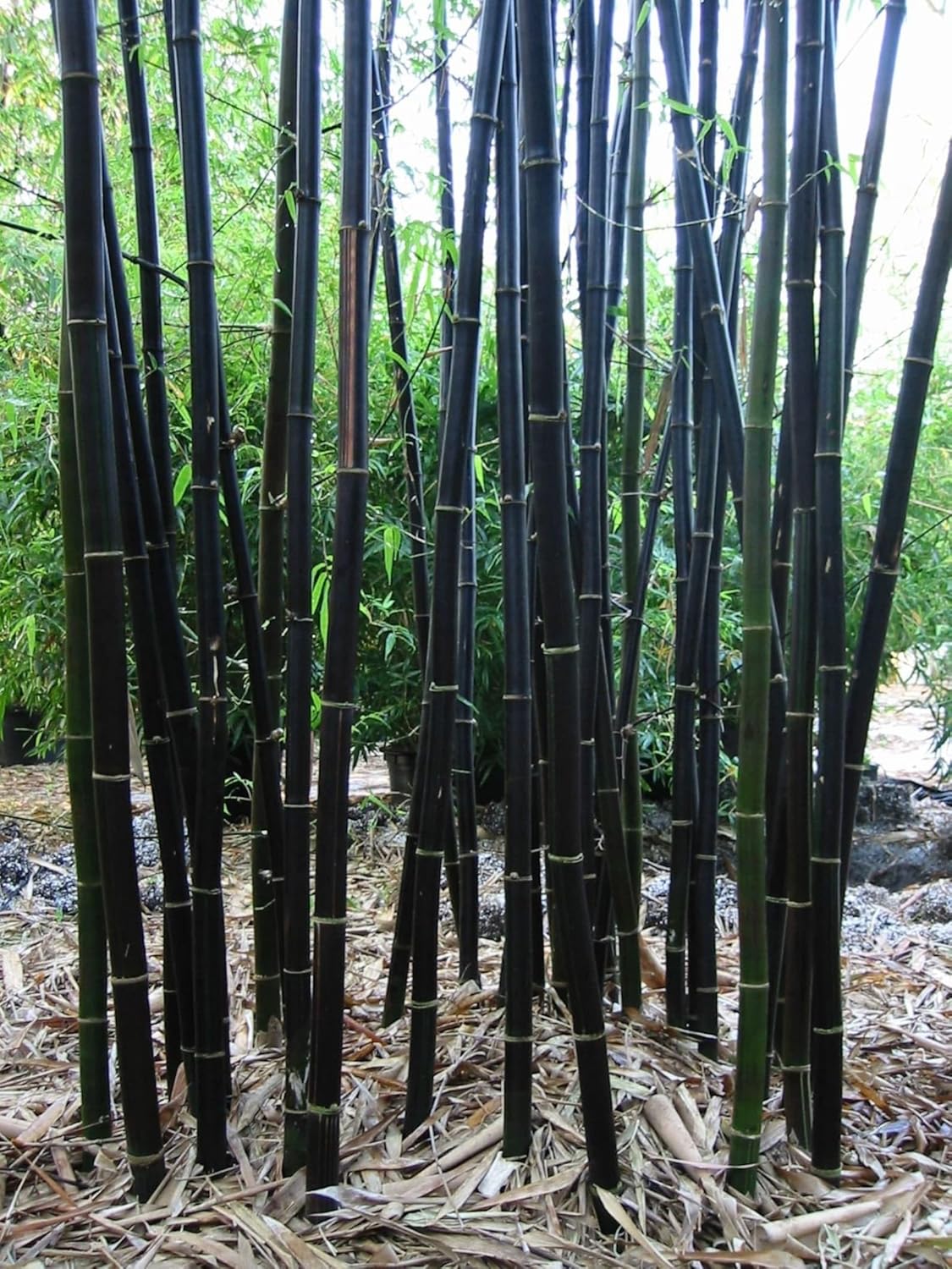 Seeds Ville Rare Black Nigra Bamboo Seeds - 50 Pcs