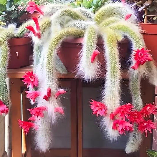 35+ SEEDS All Seasons Monkey Tail Cactus Seeds For Planting Home Garden -Indoor or Outdoor