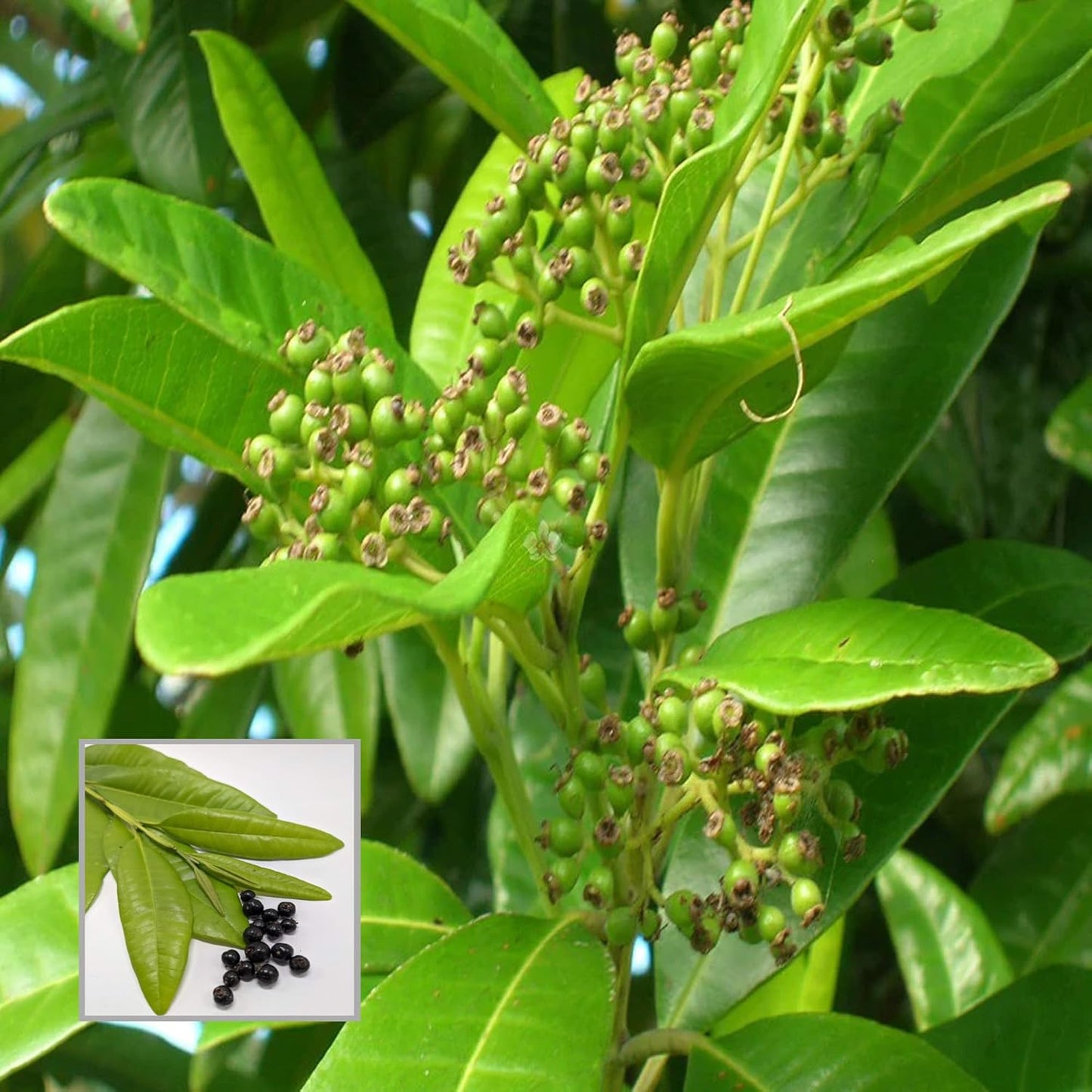 All Spice Pimenta Dioica spice scented leaf Spice Live Plant (1.5-3 Feet Height)