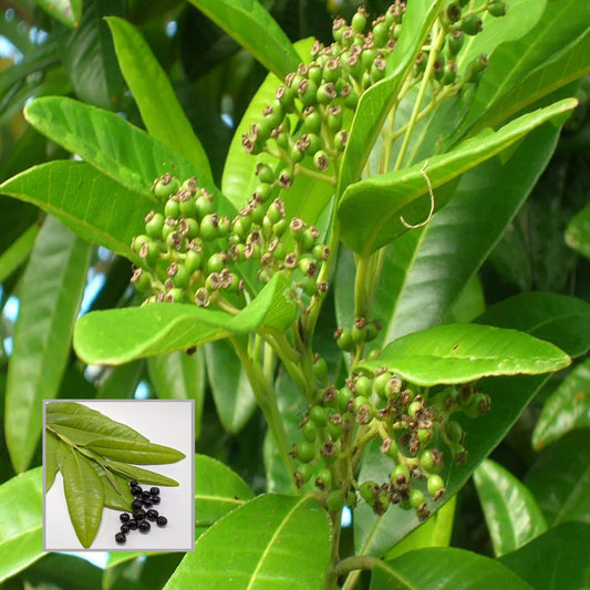 All Spice Pimenta Dioica spice scented leaf Spice Live Plant (1.5-3 Feet Height)