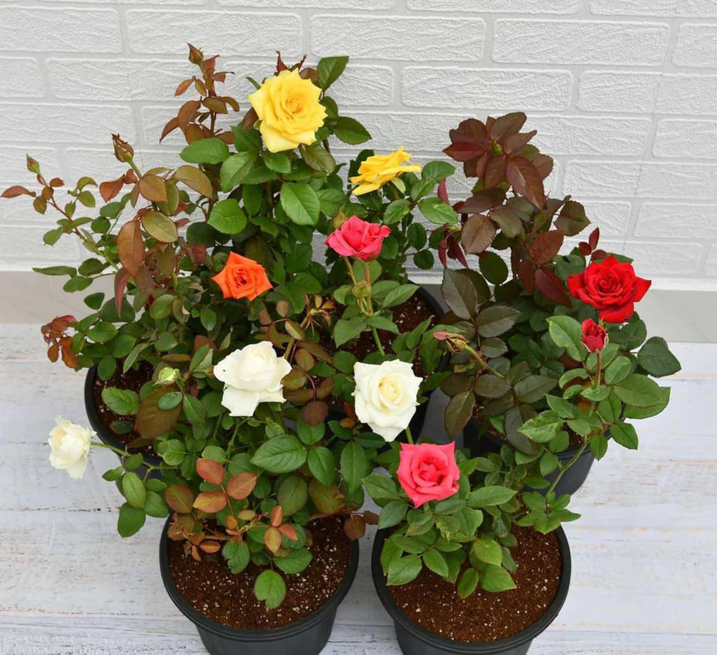 DEJESQOO (Cambo-4) Live rose flower plant Bears Flowers in 6 Months, Multicolour Great for Backyard Growing – Featuring Live Plant Varieties Rose Flower Plant for Home & Garden