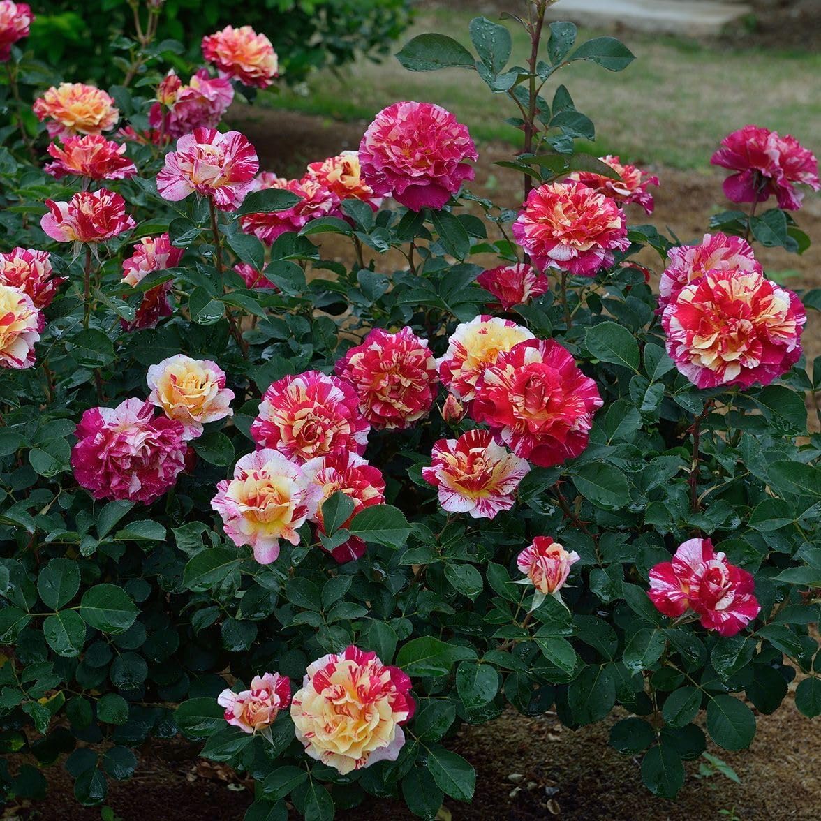 Imported Climbing Rose Flower seeds for Home and Kitchen Gardening Pack 150+ Seeds (DARK RED)