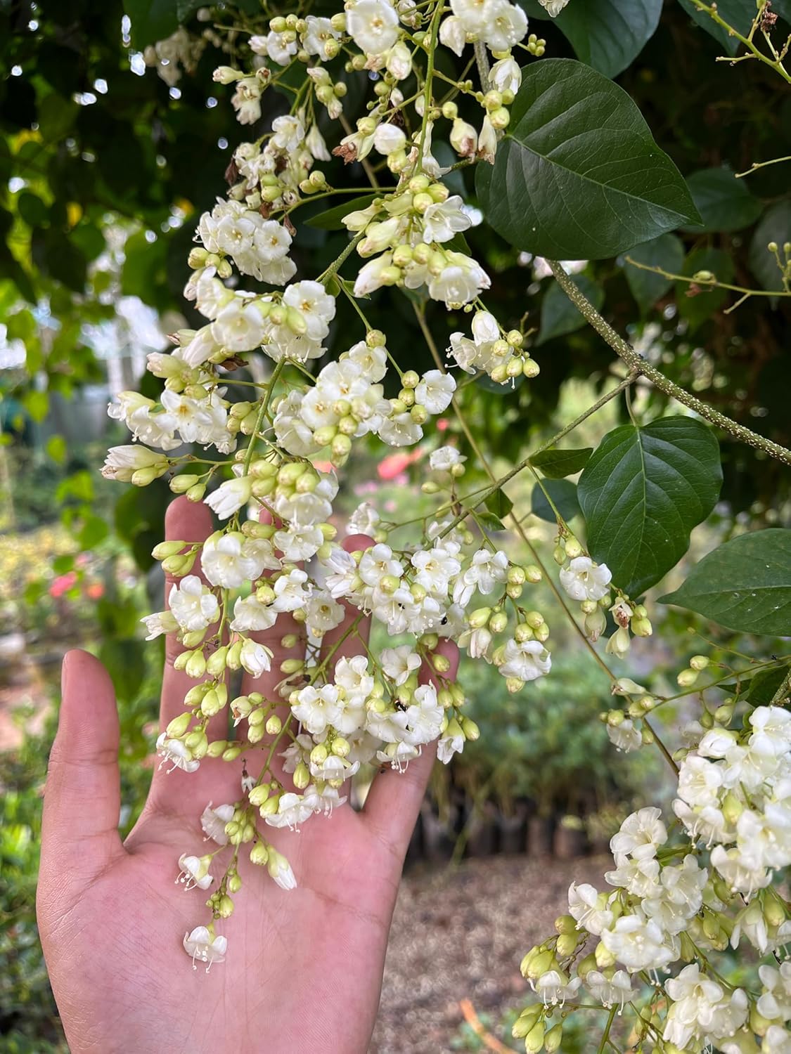 Manimulla Creeper Flower Plant | Christmas Jasmine Live Plant | Porana Paniculata | Fast Growing Healthy Plant | White Flowering Vine for Outdoor Garden Balcony |Bloom Yard