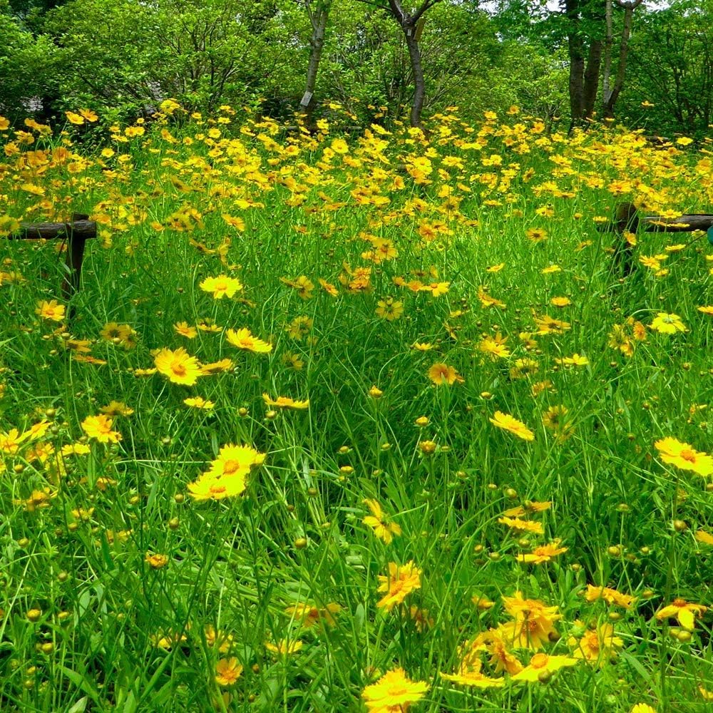 50+ Seeds- Tickseed Lance-leaved Coreopsis Heat & Drought Tolerant Wild Flowers