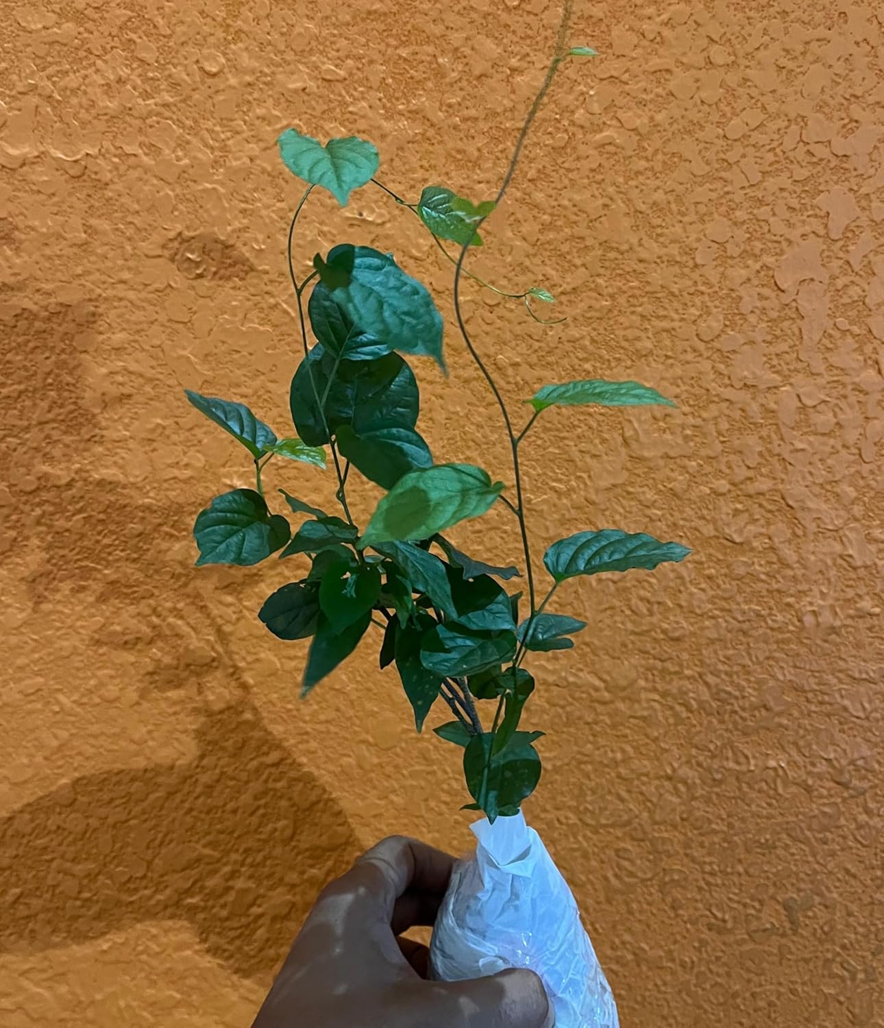 Manimulla Creeper Flower Plant | Christmas Jasmine Live Plant | Porana Paniculata | Fast Growing Healthy Plant | White Flowering Vine for Outdoor Garden Balcony |Bloom Yard