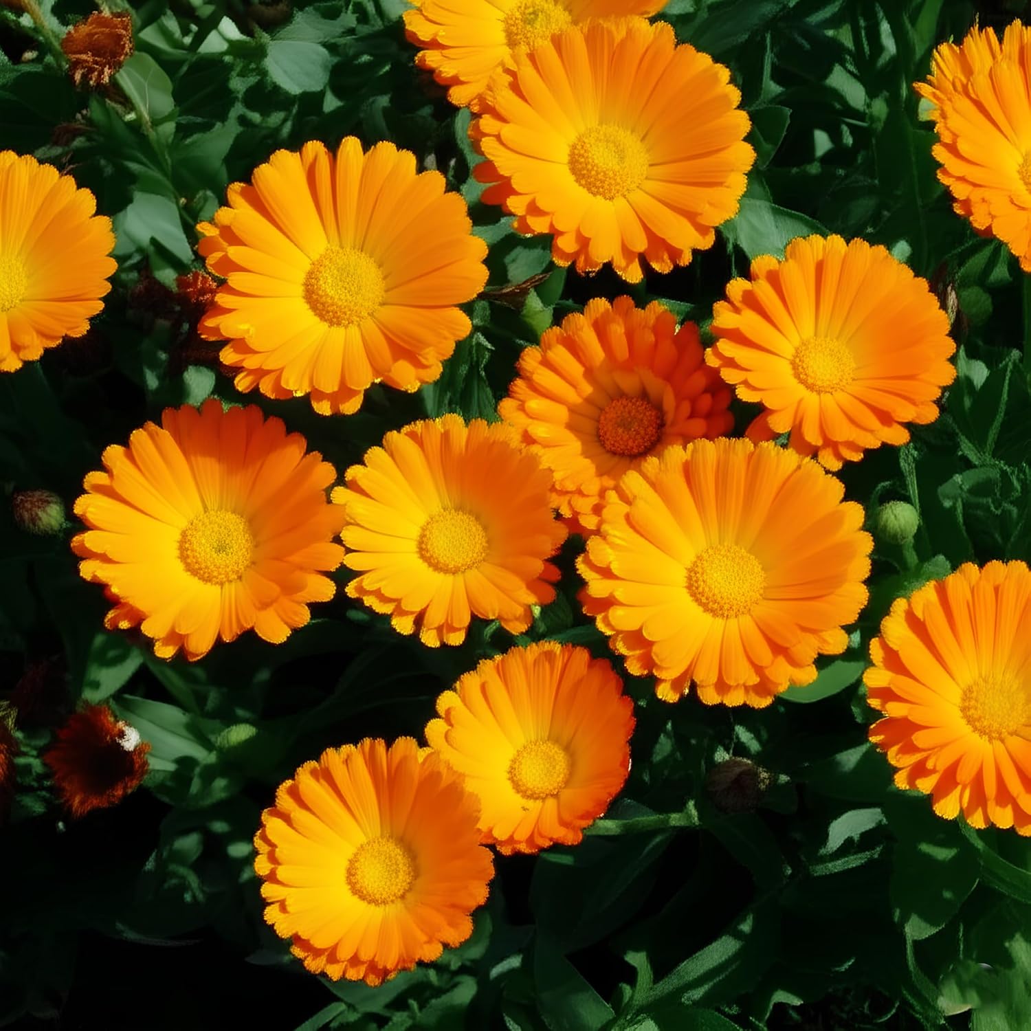 35+ Seeds- Hybrid Marigold Gainda Flower Seeds - Natural Insect Repellent - Grow Year Round - All India - Seeds Ville