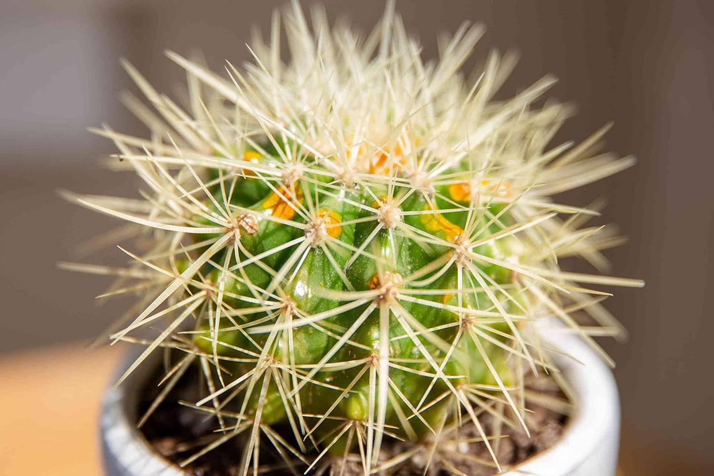 Indoor Cactus Succulent Seeds Pack - 35 Seeds Eco Pack (Barrel Cactus)