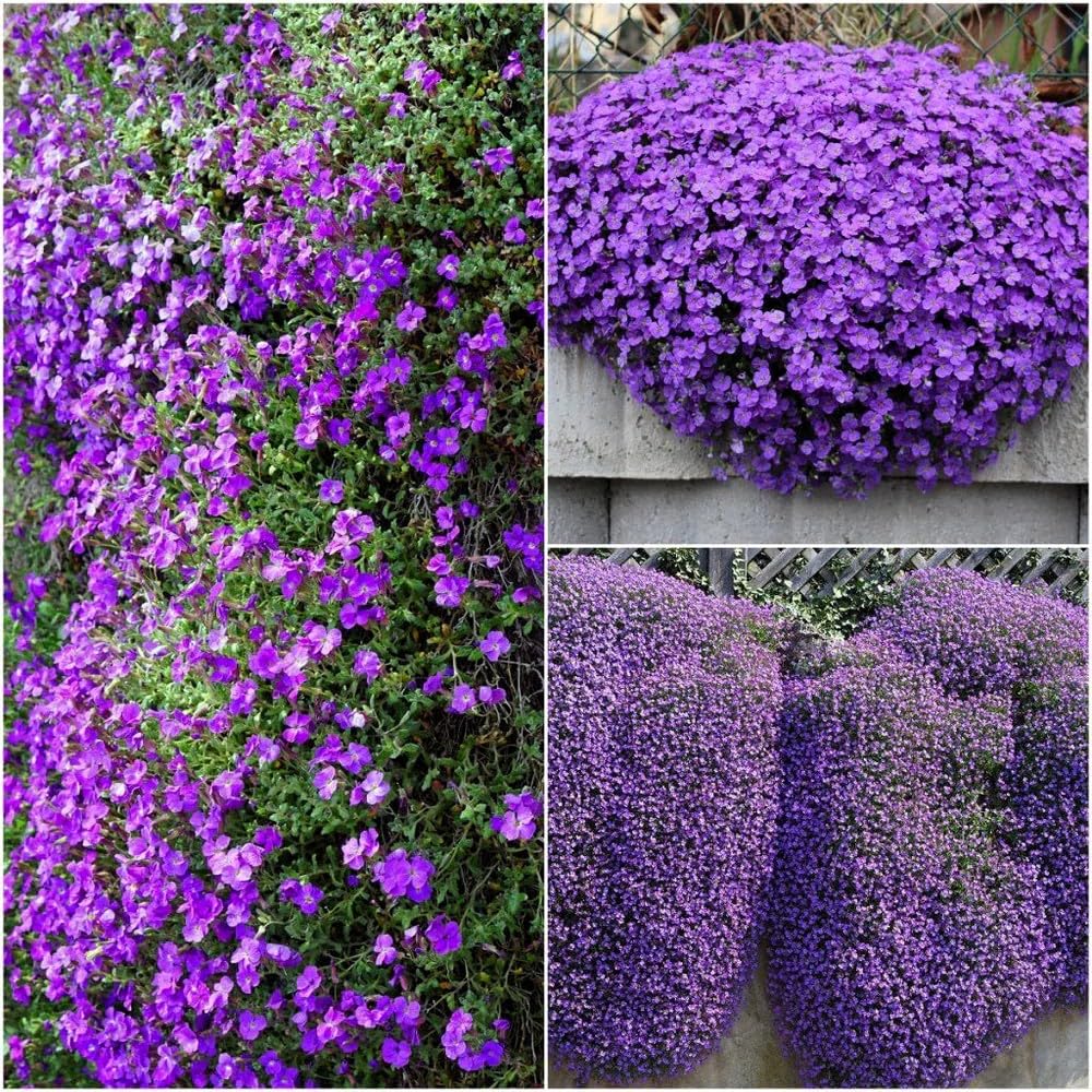 50 Aubrieta False Rock Cress Seeds - Purple & Lilac Ground Cover Blend - Non-GMO Aubrieta Hybrida Perennial Flower Seeds for Planting, Grow All Year Round