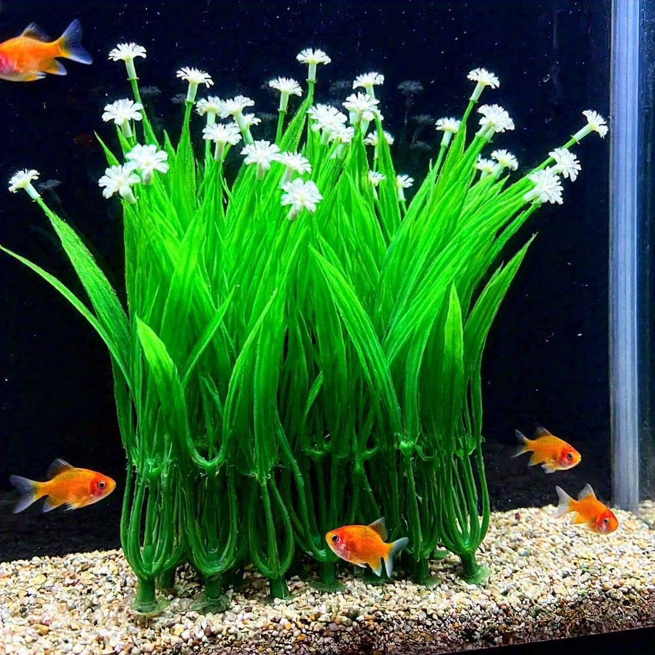 NooElec Seeds India 50+ SEEDS- All Seasons Exotic Hybrid Flower Seeds For Planting (BLUE ASTER POM POM) - Seeds Ville