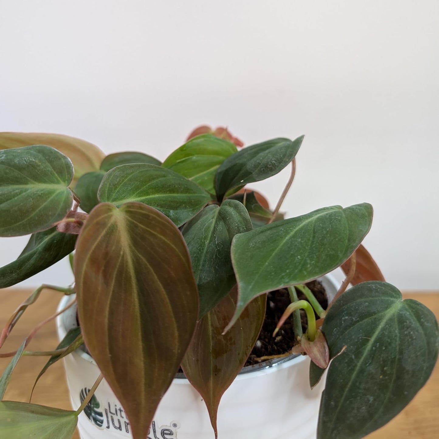 LittleJungle Philodendron Micans - Live Plant with 5.5 Inches White Decor Pot | Indoor Plants For Home | Live Plants Indoor | Air Purifying Plant | Live Plant With Pot For Home Decor |