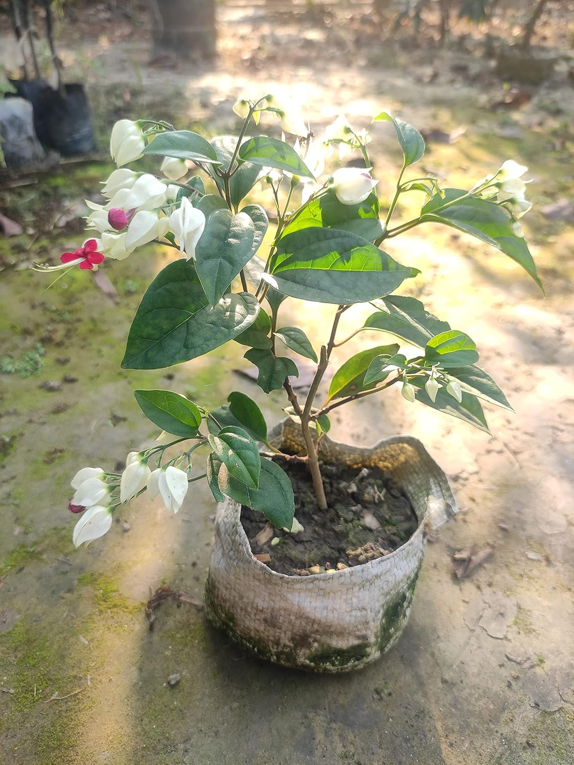 Very Cute Bleeding Heart Vine Flower Lamprocapnos Spectabilis Live Plant Original Variety