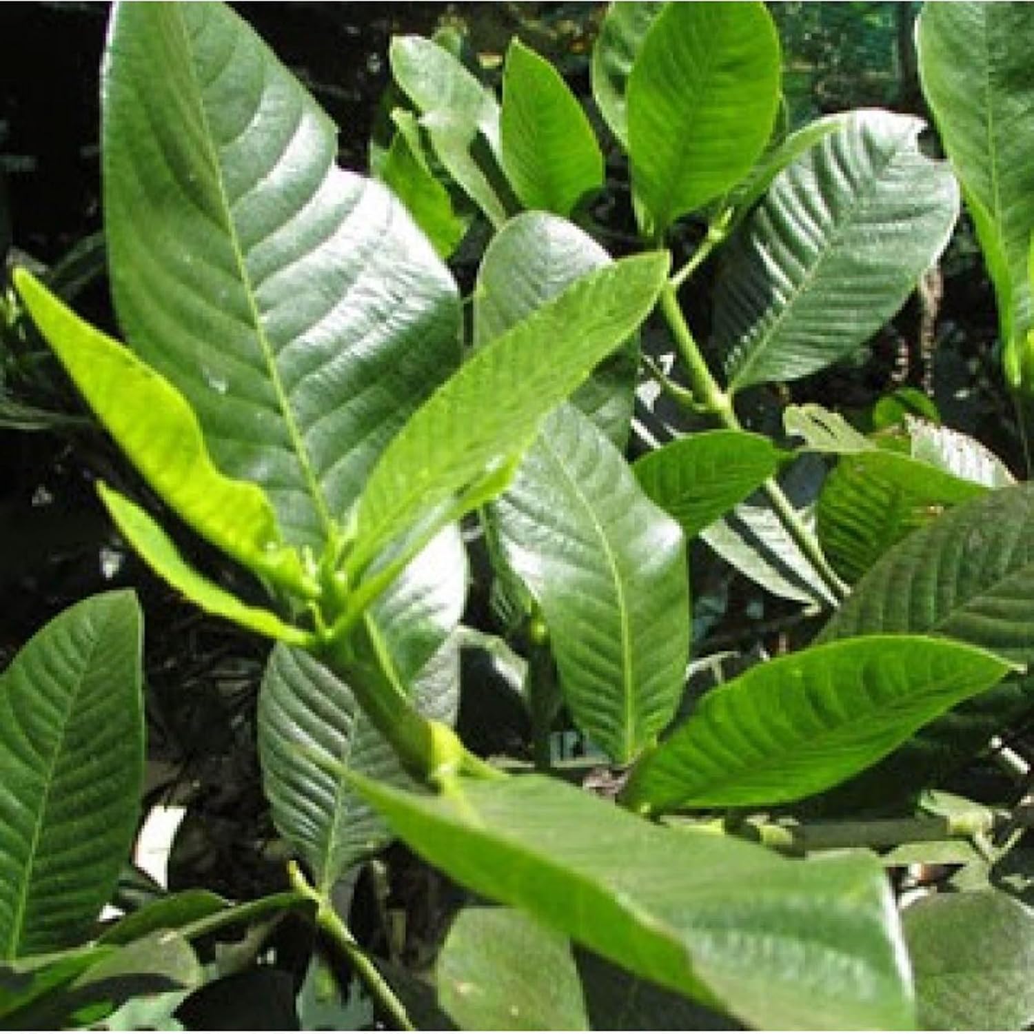 Seeds Ville Hing Spice Live Plant 45-90cm Tall Outdoor
