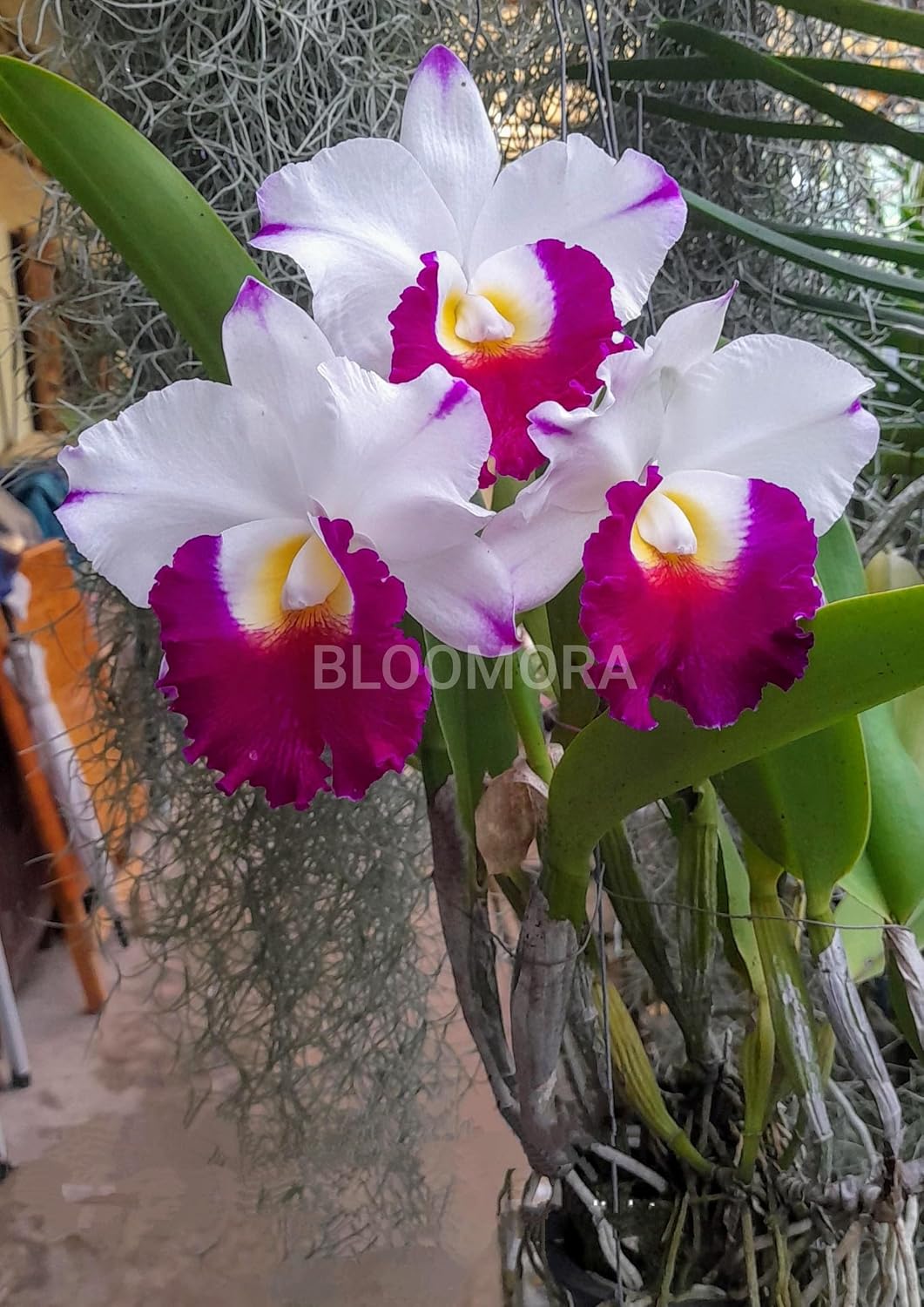 Seeds Ville White Pink Dendrobium Orchid Live Plant Pack of 1