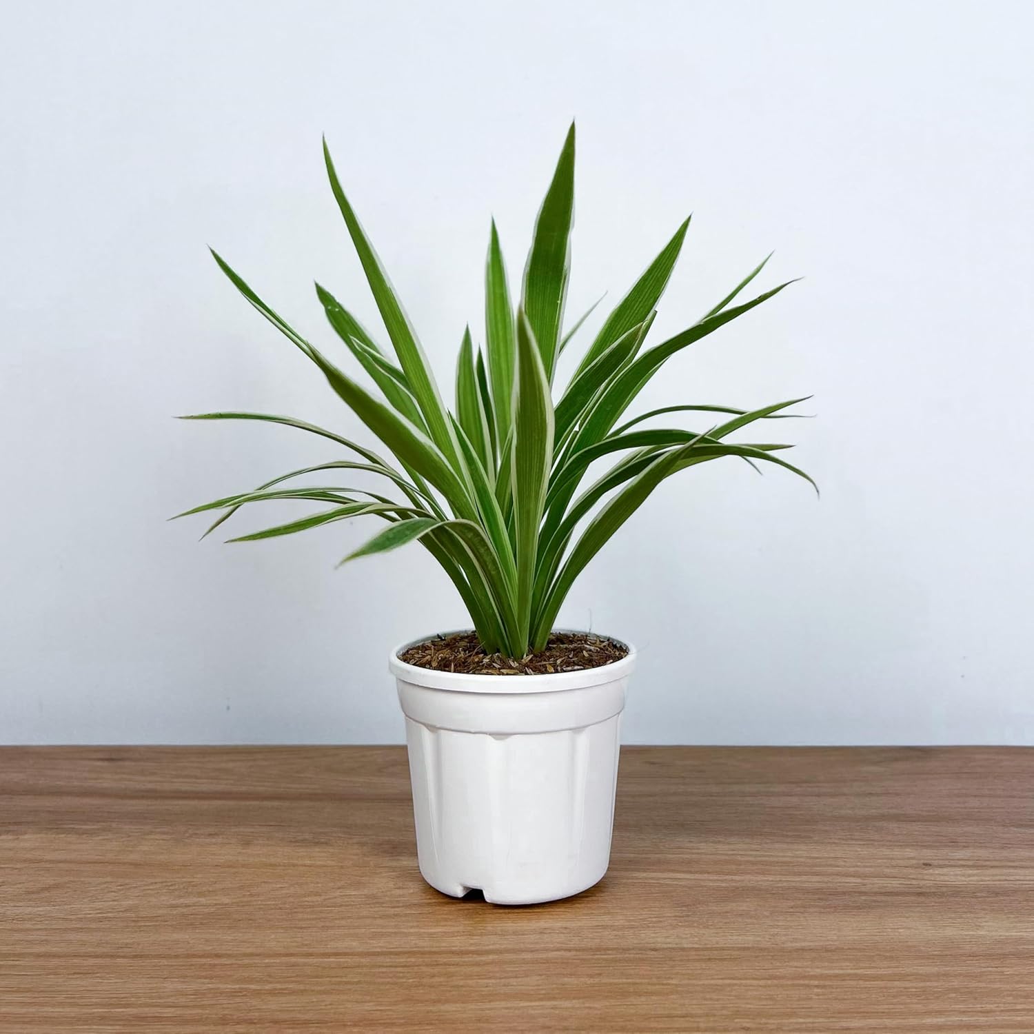 Spider Plant With 4 inch White Grow Pot | Live Indoor Plant for Home & Office | Air Purifying & Easy to Care | Grown in Premium Potting Mix - Seeds Ville