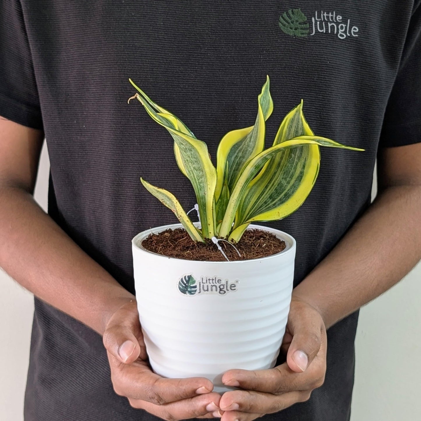 Little Jungle Sansevieria Flame - Live Plant with 5.5 Inches White Decor Pot | Indoor Plants For Home | Snake Plant | Live Plants Indoor | Air Purifying Plant | Live Plant With Pot For Home Decor |