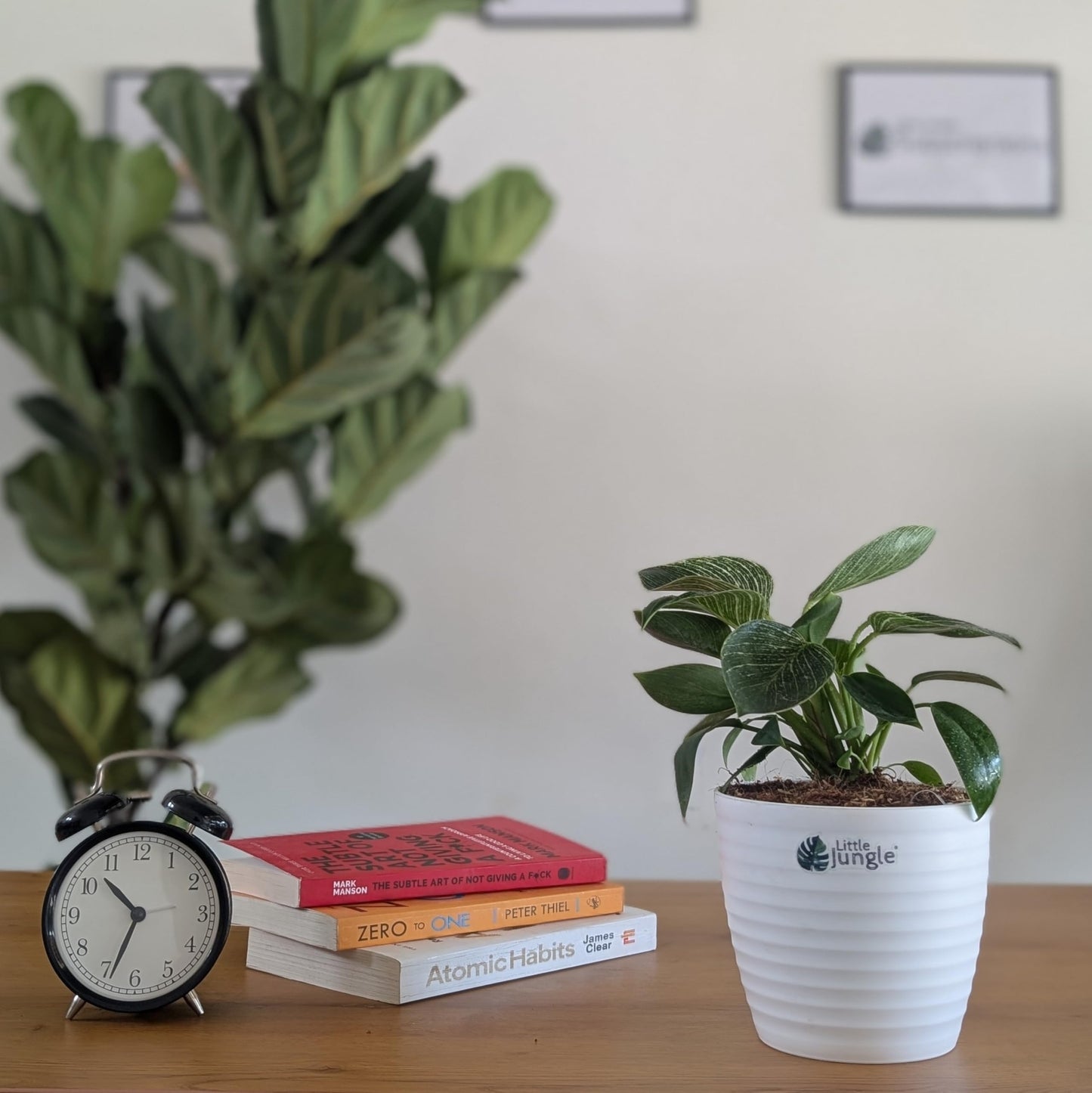 LittleJungle Philodendron Micans - Live Plant with 5.5 Inches White Decor Pot | Indoor Plants For Home | Live Plants Indoor | Air Purifying Plant | Live Plant With Pot For Home Decor |