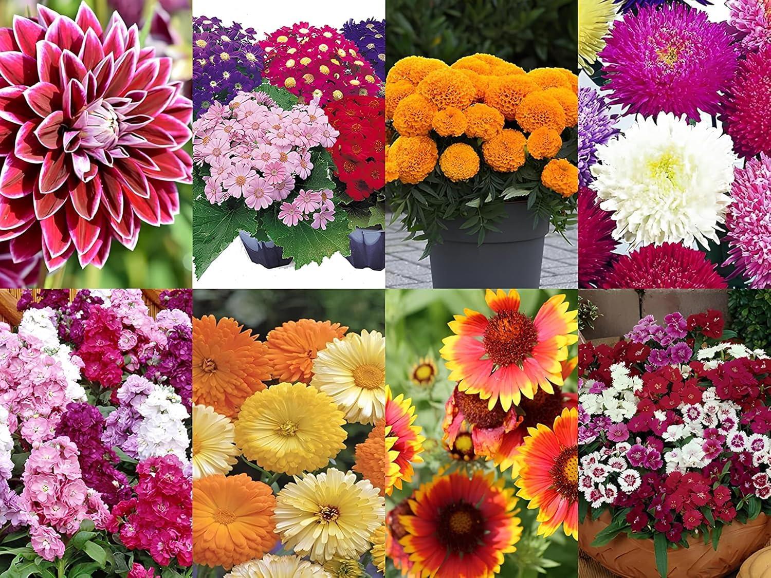 NooElec Seeds India 2200+ Seeds- All Seasons 50 Variety of Hybrid Flower Seeds Combo Pack- All Year Seeds Bank - Seeds Ville