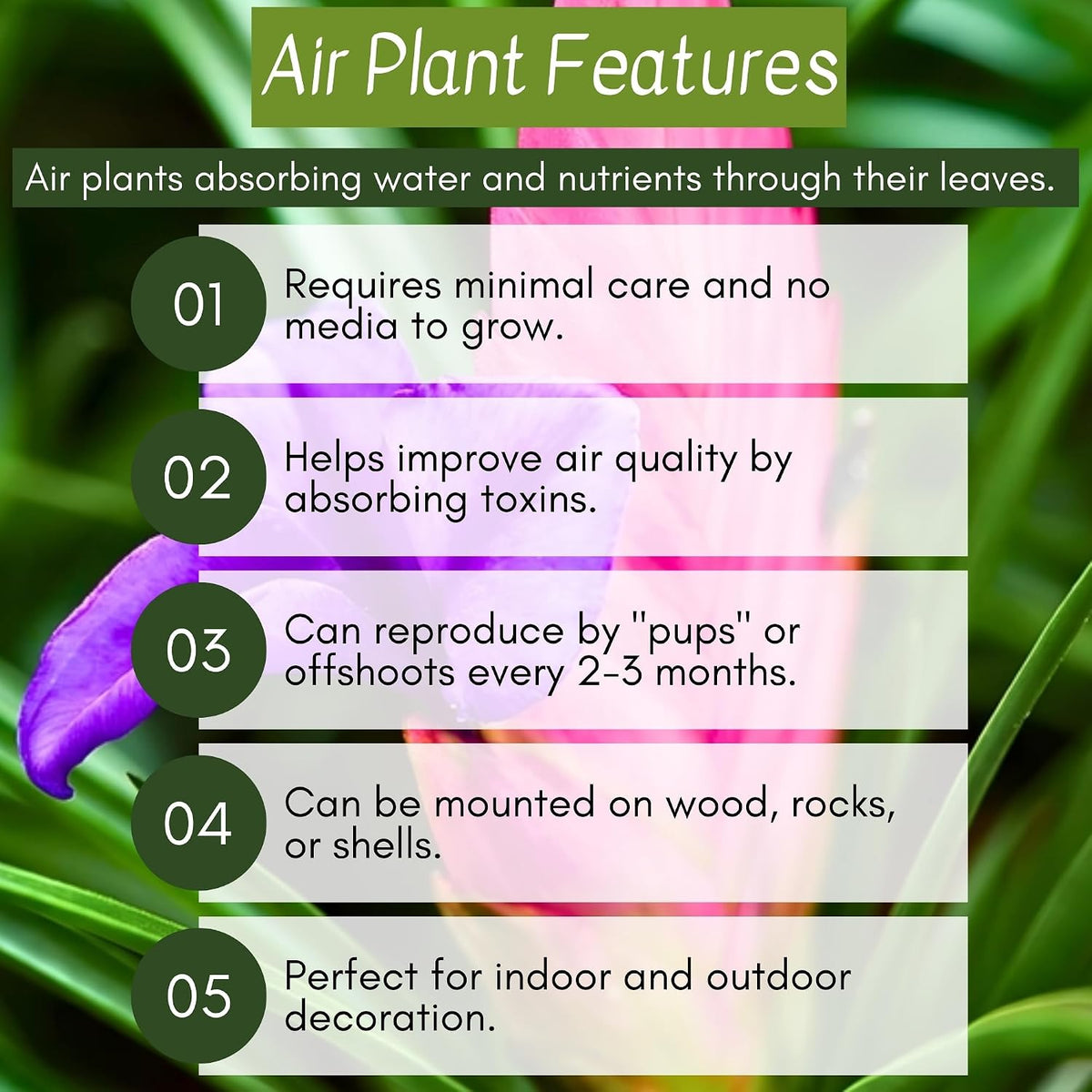 Seeds Ville Pink Quill Tillandsia Live Plant in Pot