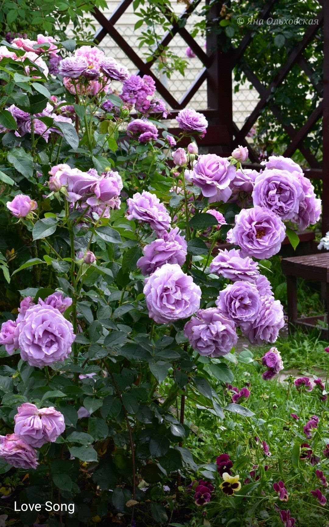 Imported Climbing Rose Flower seeds for Home and Kitchen Gardening Pack 80 to 100 seeds (MIXEDCOLOR SHADE-3)
