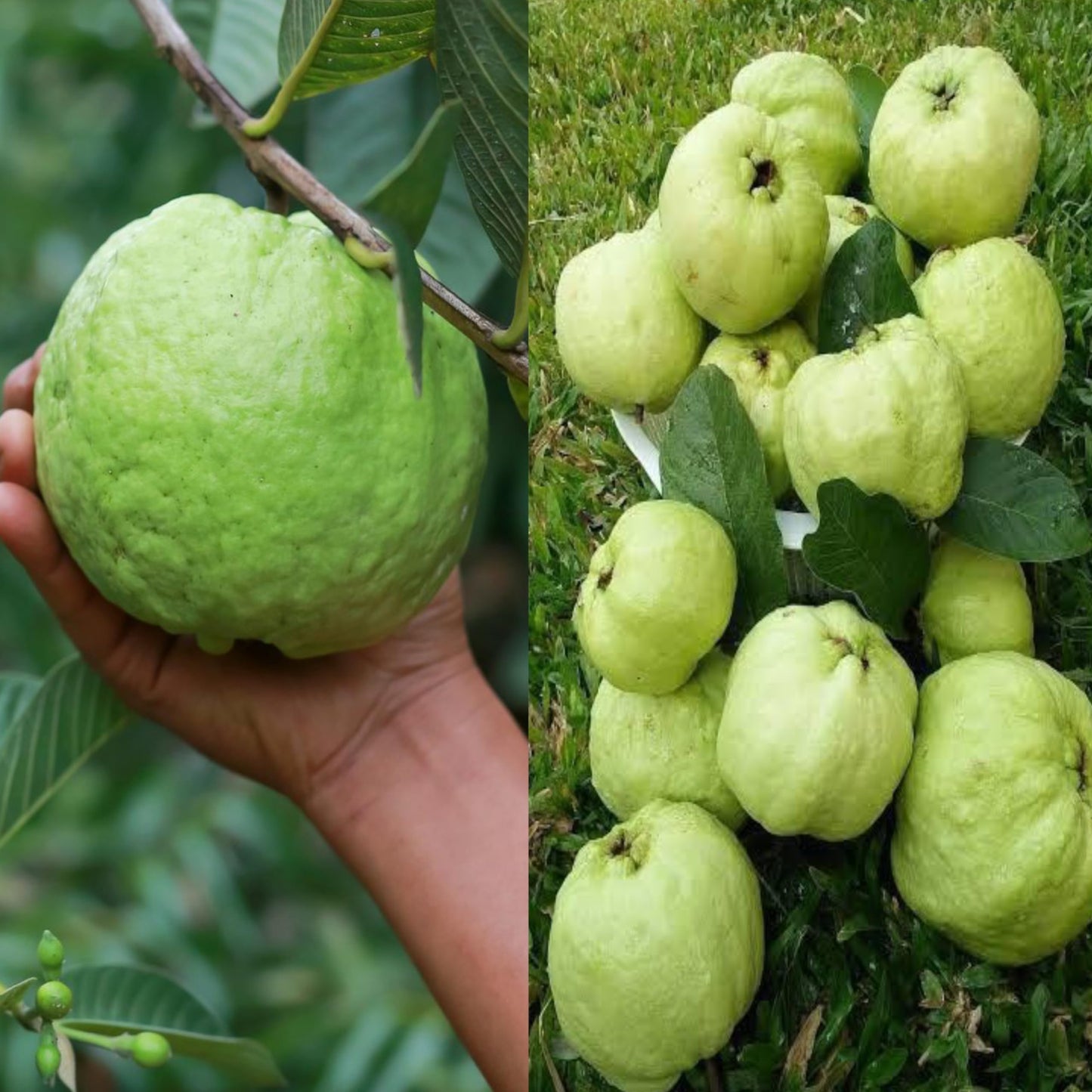 Avocado Frout Plant (Plant height 1.5-2.5 Feet) Butter Fruit - Plant Hybrid Hass Avocado Persea Americana Alligator Pear Butter Fruit Vena Ey Evokaido Phal Aveakkadea Phalam Rare Variety Tree