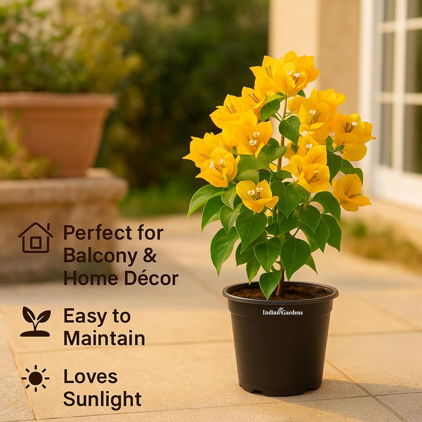 Indian Gardens - Bougainvillea Glabra live plant | Indoor & Outdoor Plant | Nyctaginaceae | Paper Flower (Yellow, 6" Terracotta)